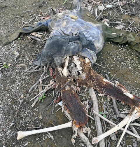 Encuentran osamenta a orillas del río Yaque del Norte en Villa Vásquez