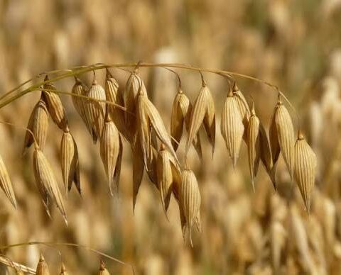 El Furfural: RD se eleva en mercado mundial con un producto casi desconocido