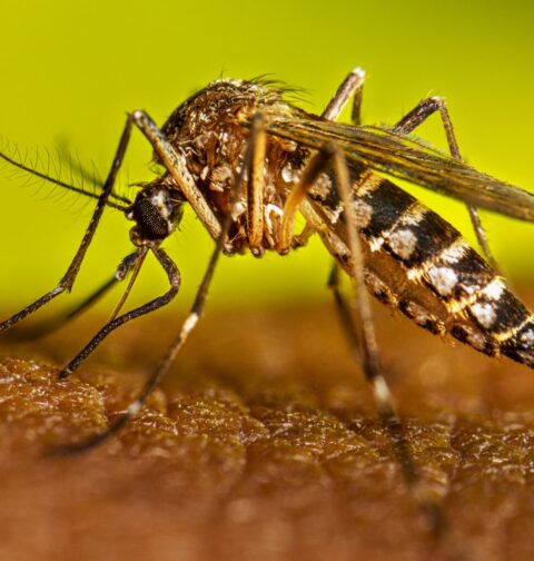 Casos de dengue se elevan a 245; Salud Pública dice está bajo control