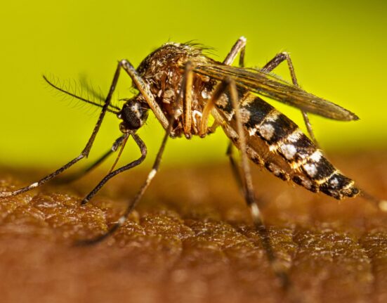 Casos de dengue se elevan a 245; Salud Pública dice está bajo control