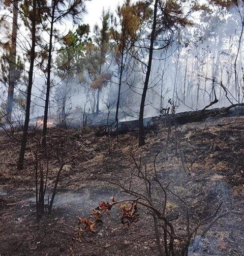 Fuerte incendio en Valle Nuevo moviliza a 70 brigadistas