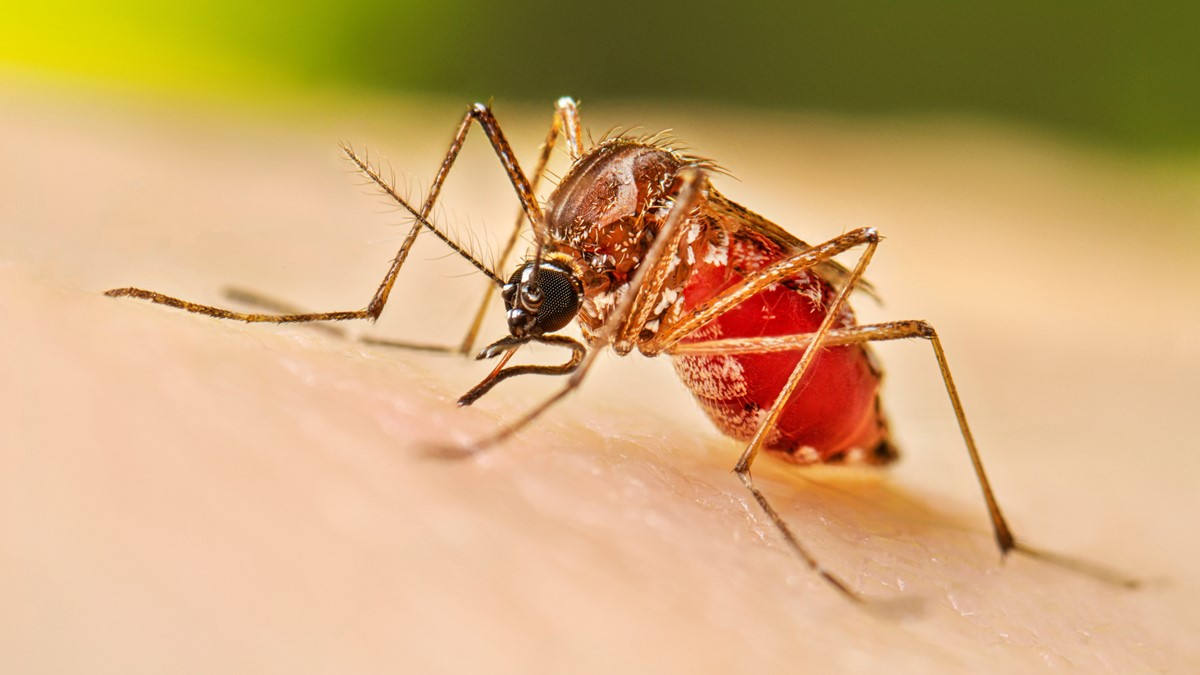 RD mantiene indicadores favorables en enfermedades priorizadas: baja malaria, dengue en zona de éxito y cólera sin casos notificados
