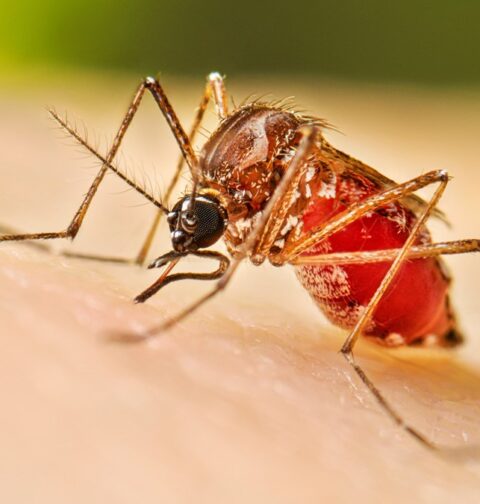 República Dominicana entre los países con menor incidencia de dengue en la región