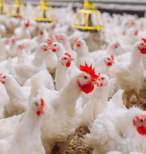 Agricultura inicia pignoración de ocho millones de libras de pollos para estabilizar precios y respaldar a productores