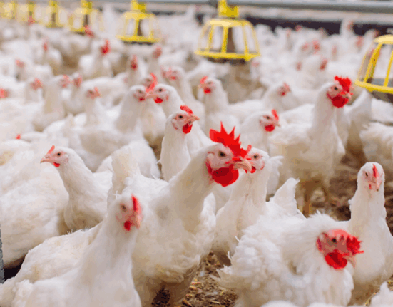 Agricultura inicia pignoración de ocho millones de libras de pollos para estabilizar precios y respaldar a productores