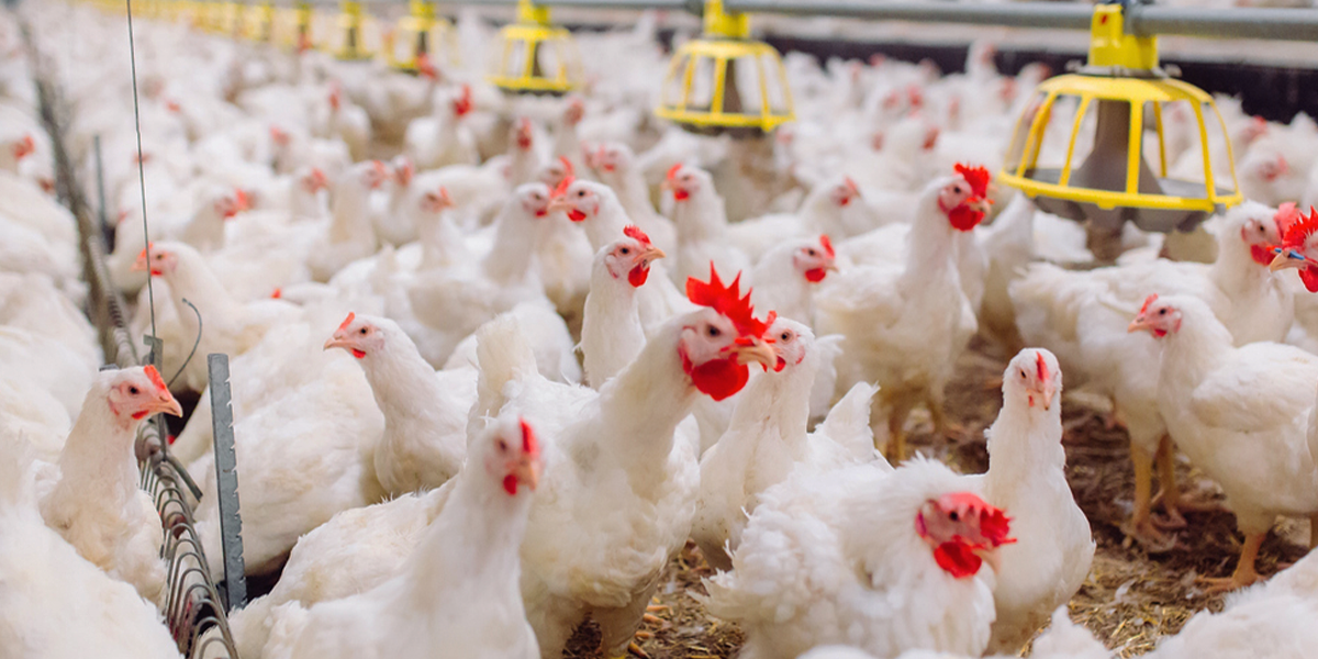 Agricultura inicia pignoración de ocho millones de libras de pollos para estabilizar precios y respaldar a productores