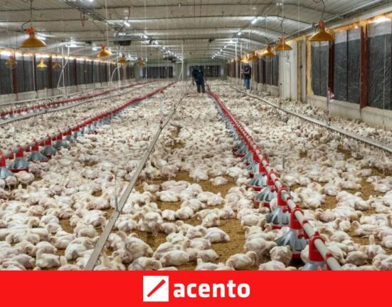 Pollo navideño: Pro Consumidor ve oferta, oposición alerta
