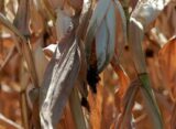 La falta de lluvia hizo caer 2,7 % el agro en septiembre