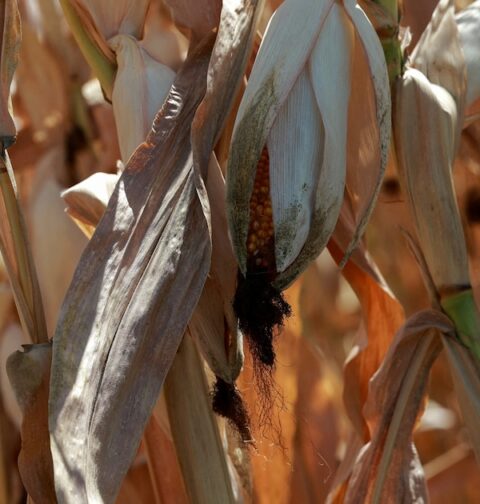 La falta de lluvia hizo caer 2,7 % el agro en septiembre