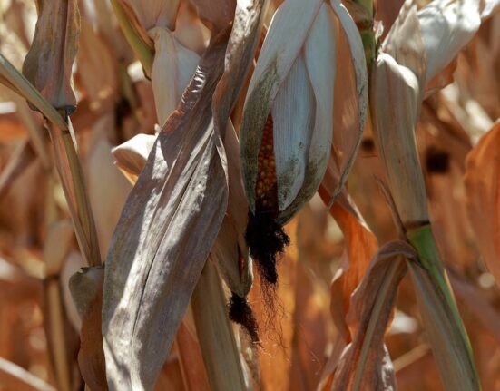 La falta de lluvia hizo caer 2,7 % el agro en septiembre