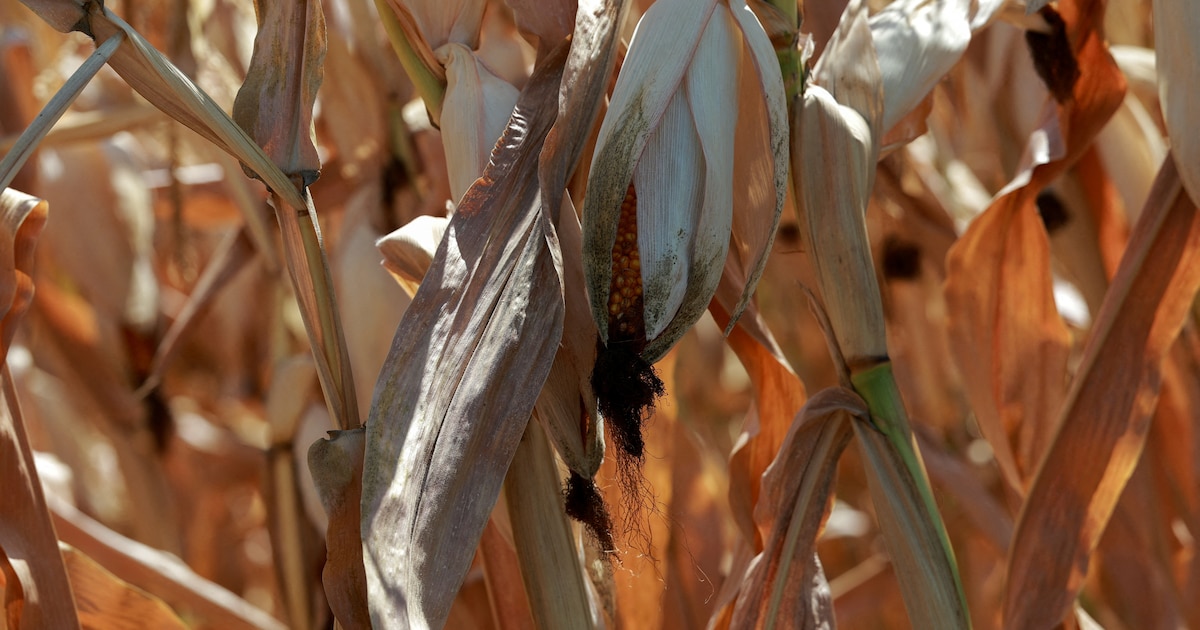 La falta de lluvia hizo caer 2,7 % el agro en septiembre